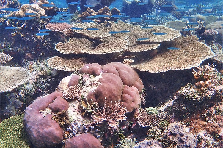 koraal rif raja ampat