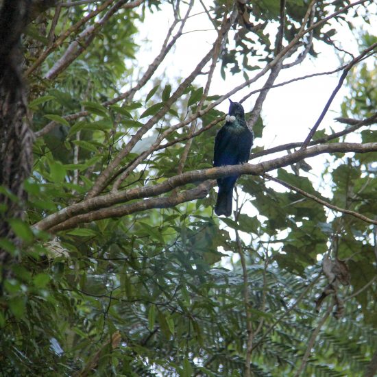 bellbird