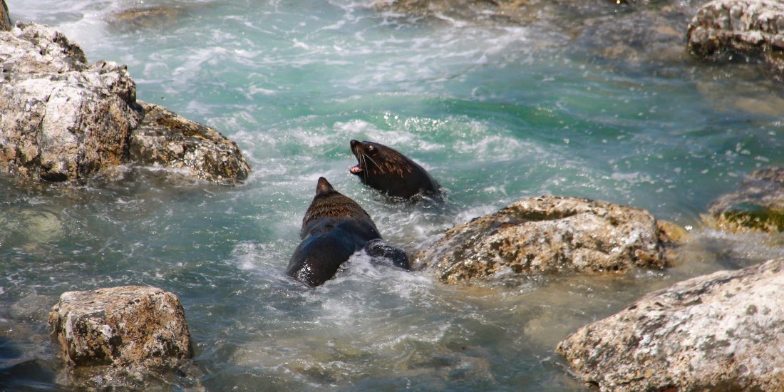 zeeleeuwen Nieuw Zeeland