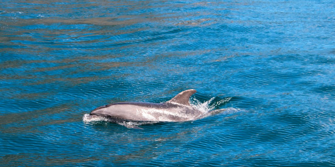 dolfijn