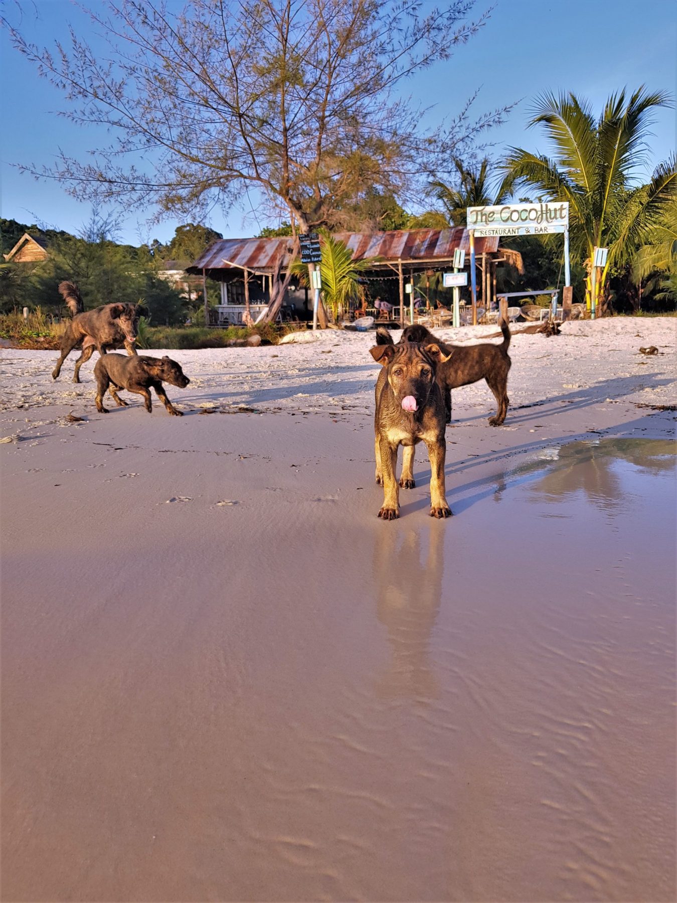 honden Coconut Beach Cambodja