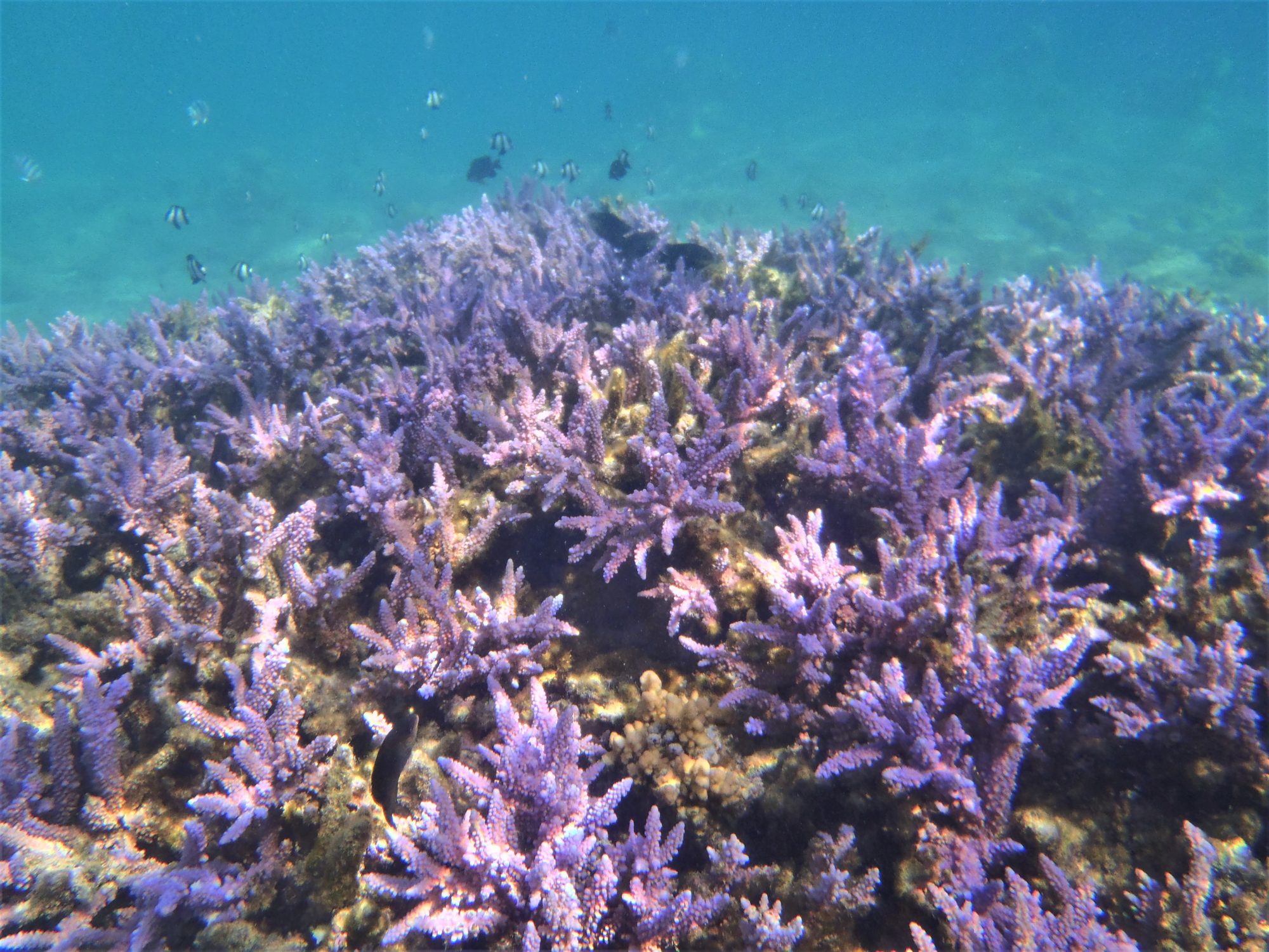 koraalrif kreeft