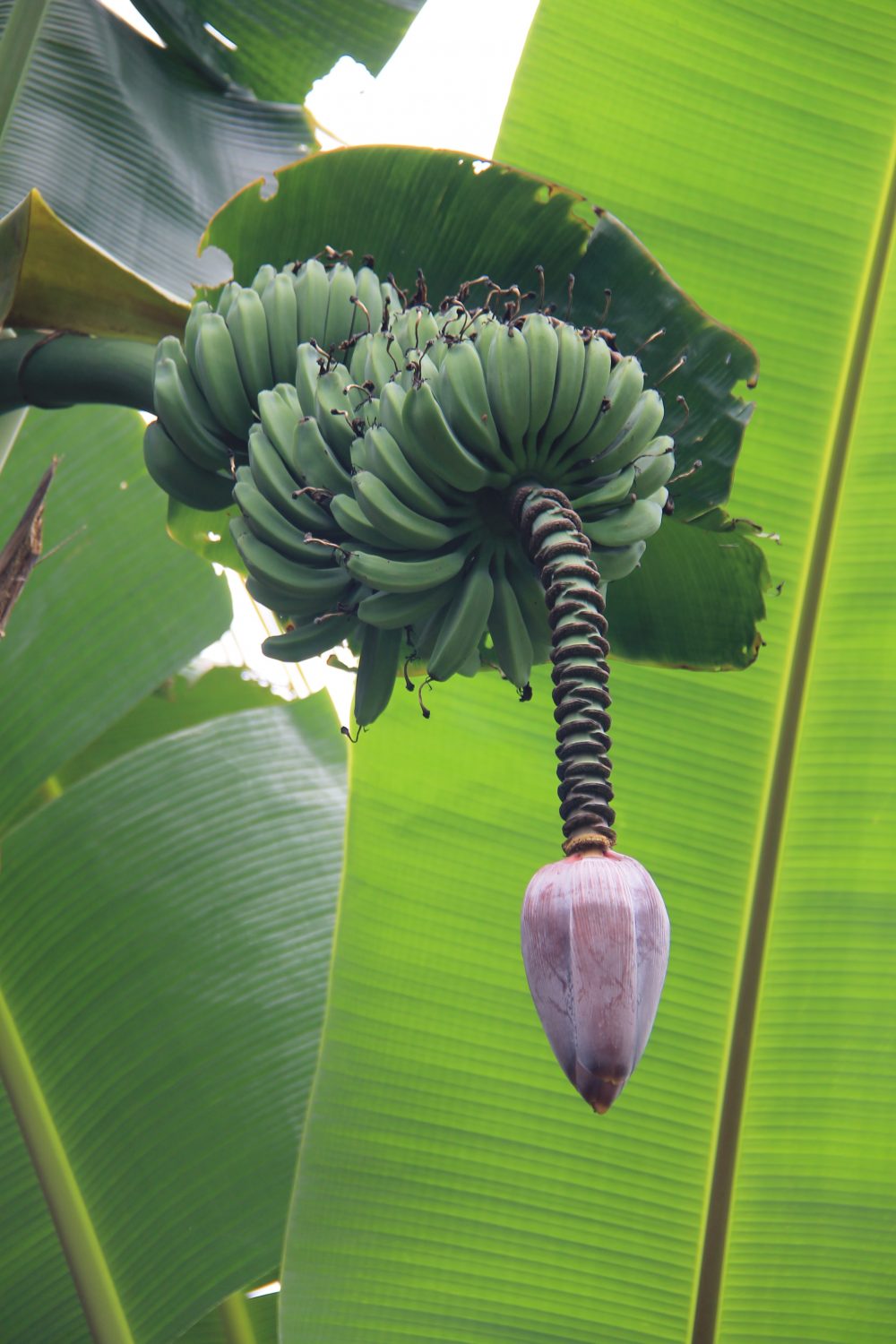 bananenplant