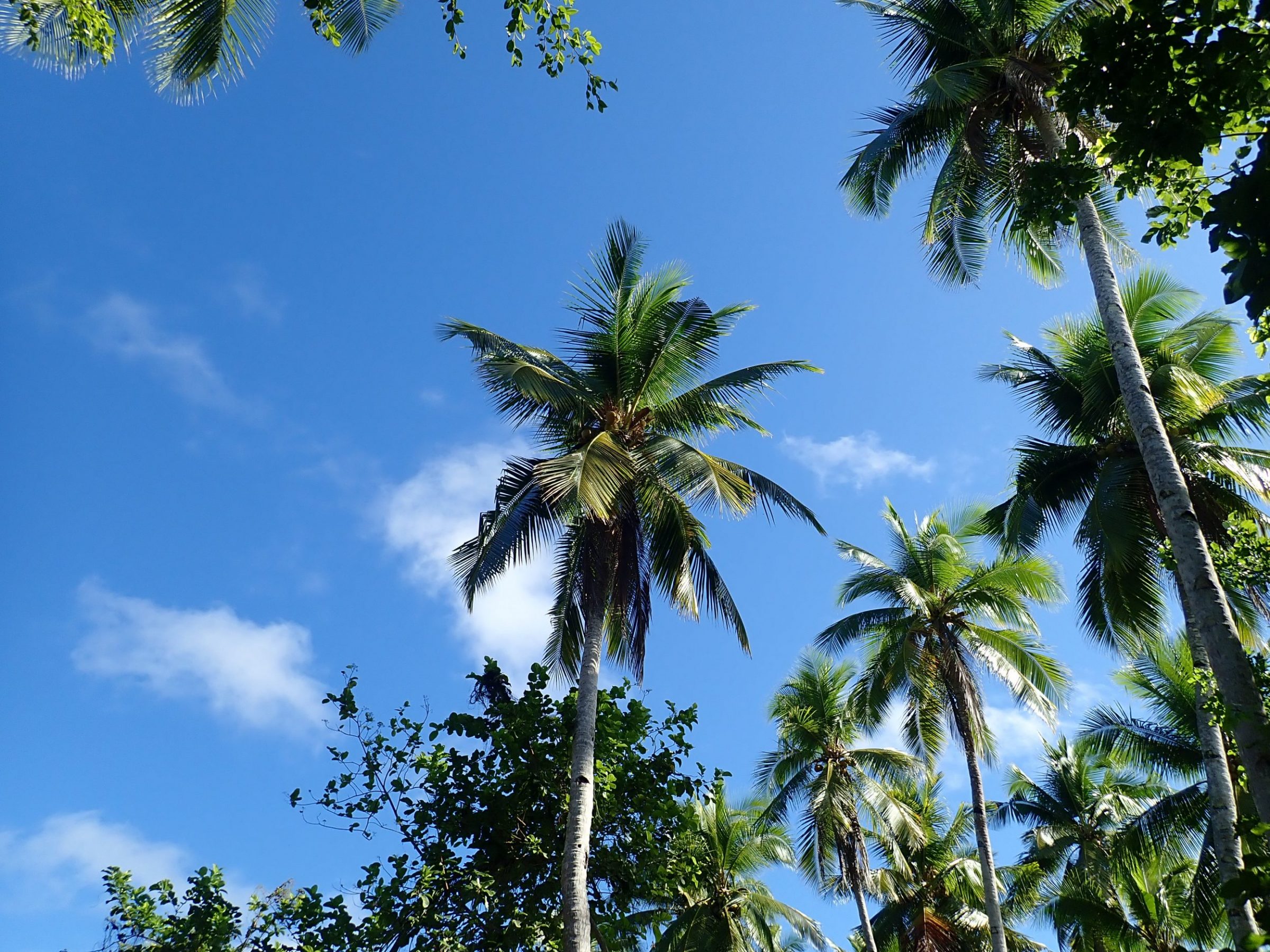 palmbomen eiland