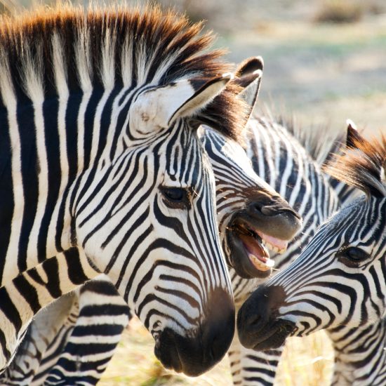 Zebras Sout Luangua Zambia