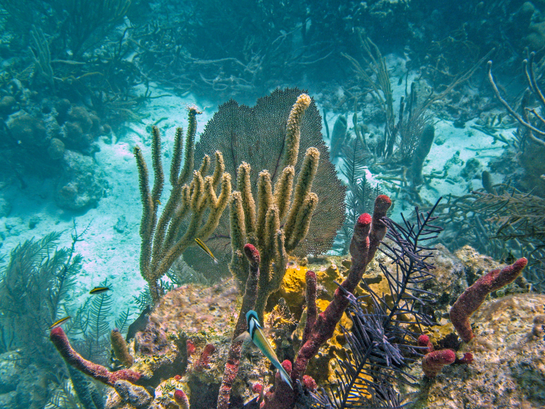 glovers reef koraal