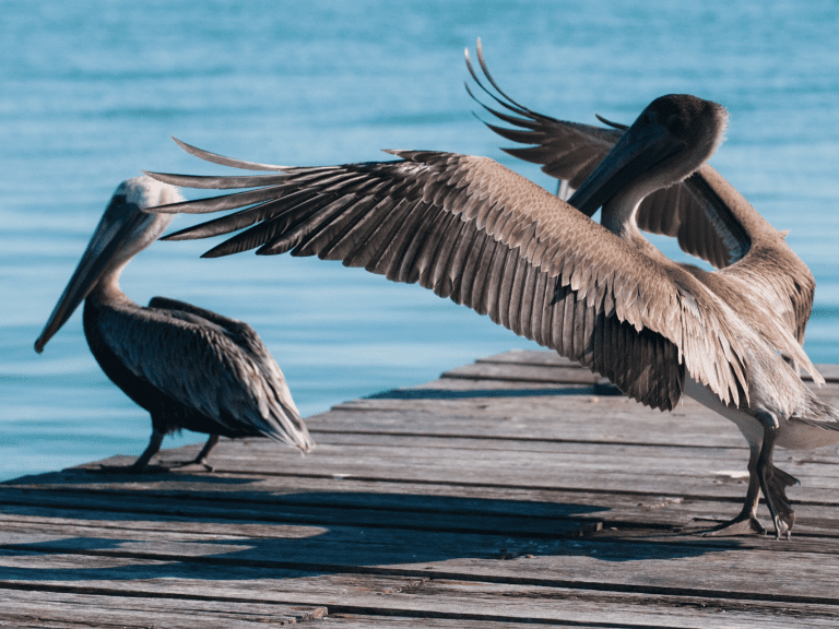 pelican caye caulker