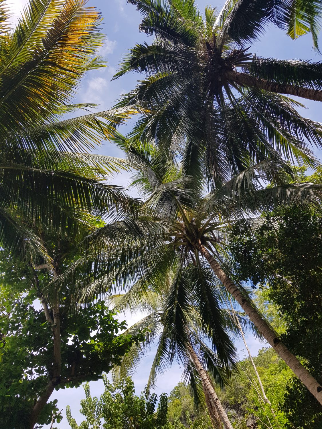 palmbomen Siqijor