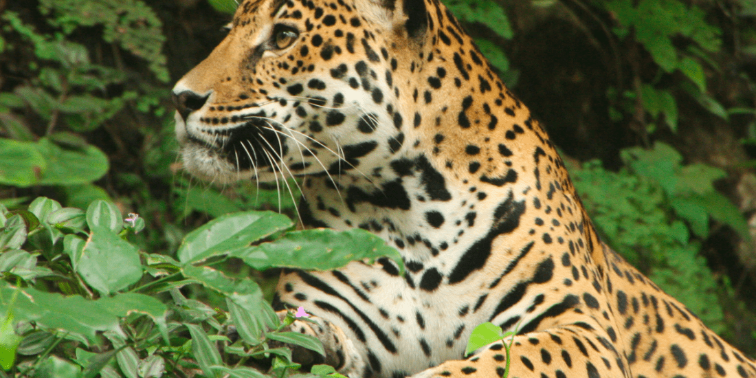 jaguar guatemala