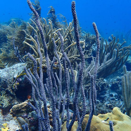 koraal duiken bonaire