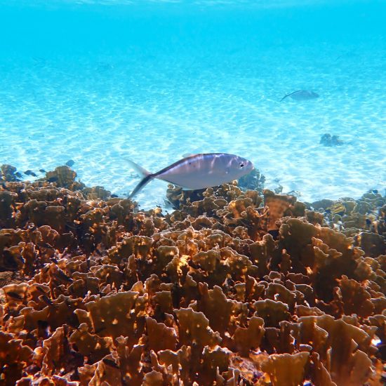 koraal snorkelen