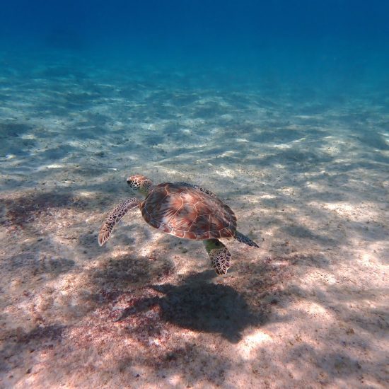 schildpad duiken bonaire