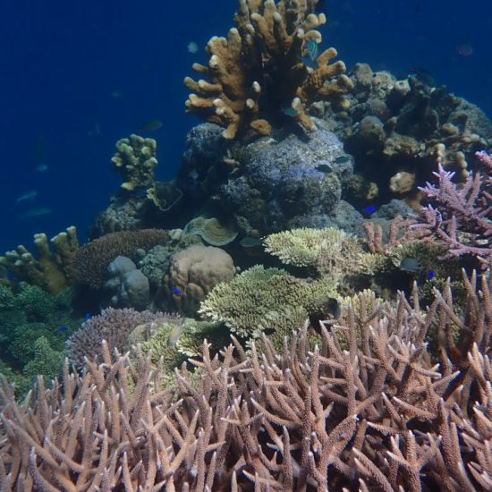 koraal coron