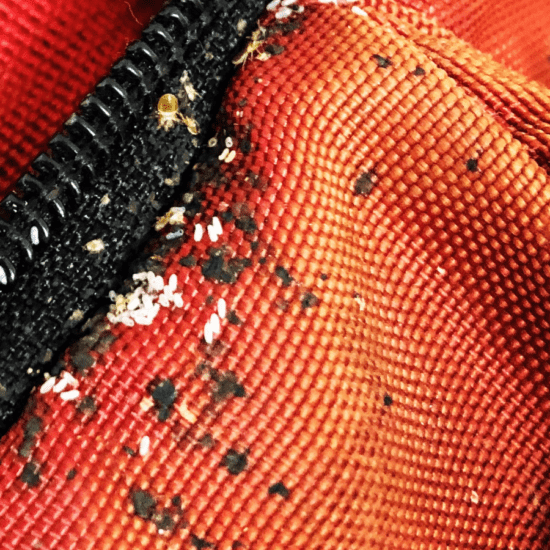 bedbugs backpack