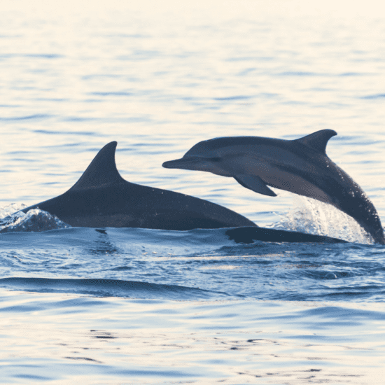 beste reistijd bali lovina dolfijnen