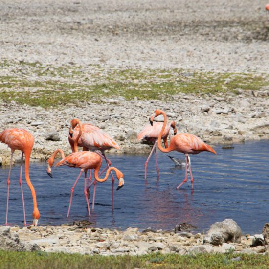 flamingos bonaire