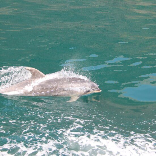 Dolfijn Milford Sound