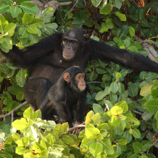Gambia chimpansees