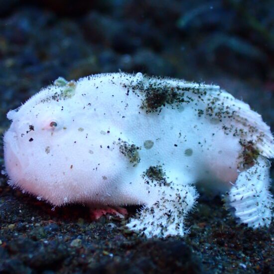 frogfish amed