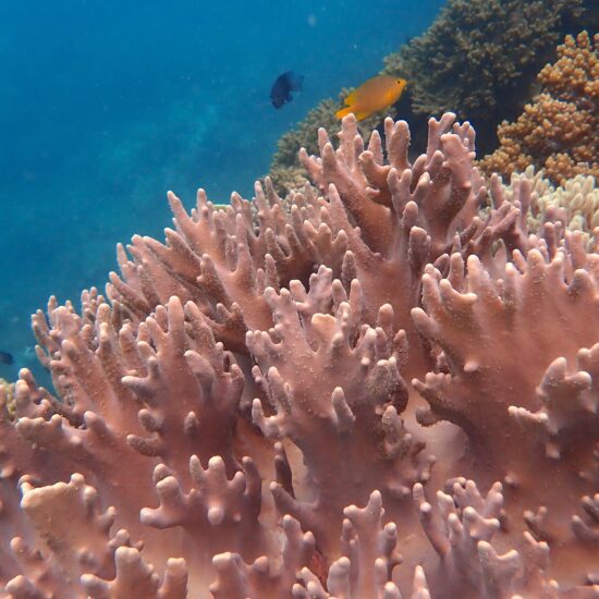koraal filipijnen