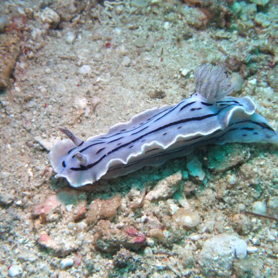 nudibranch Malapascua