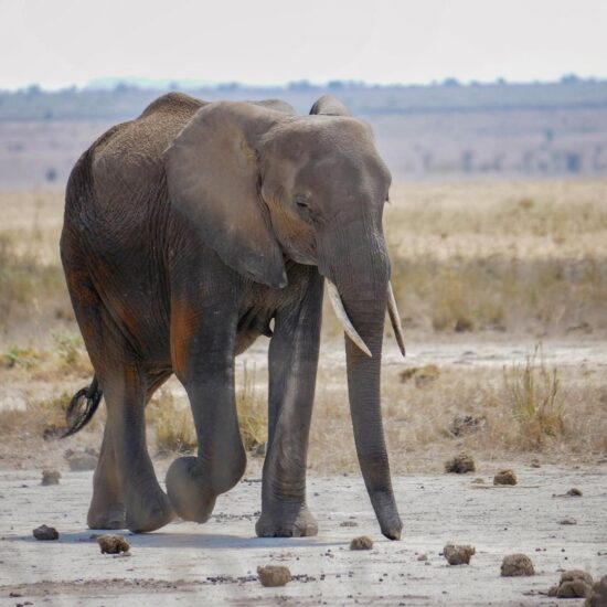 Afrika olifant safari