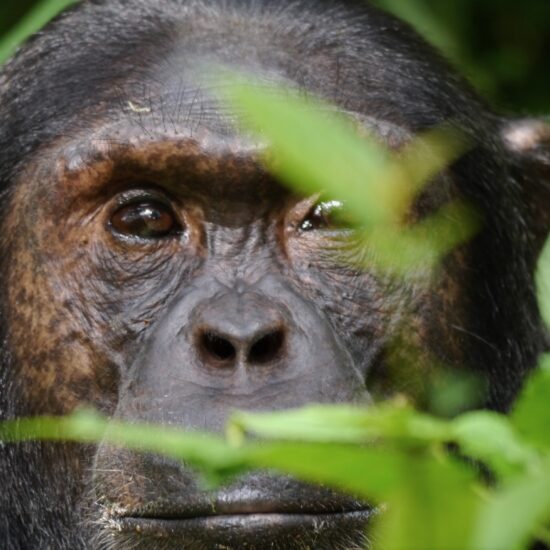 Chimpansee close Uganda