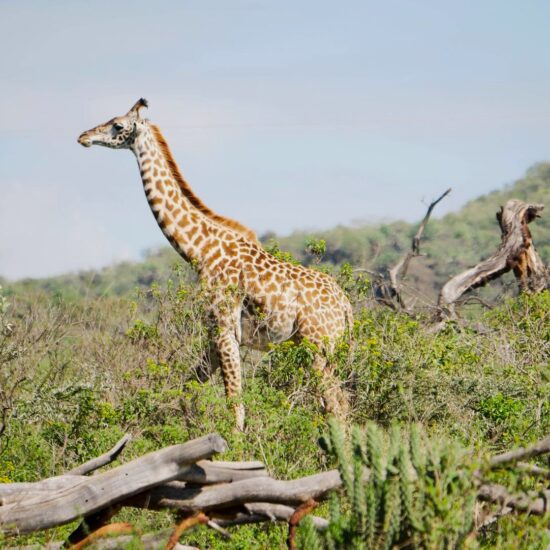 giraffe afrika