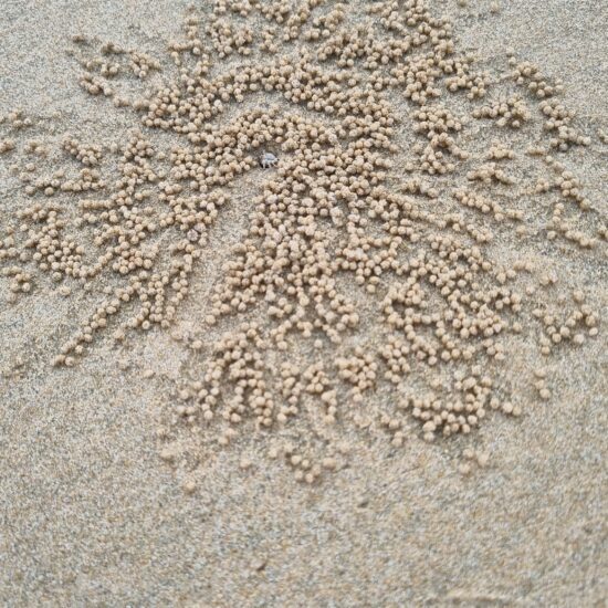 krab strand nacpan beach