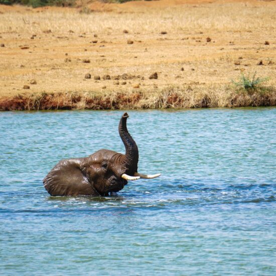 olifant Afrika