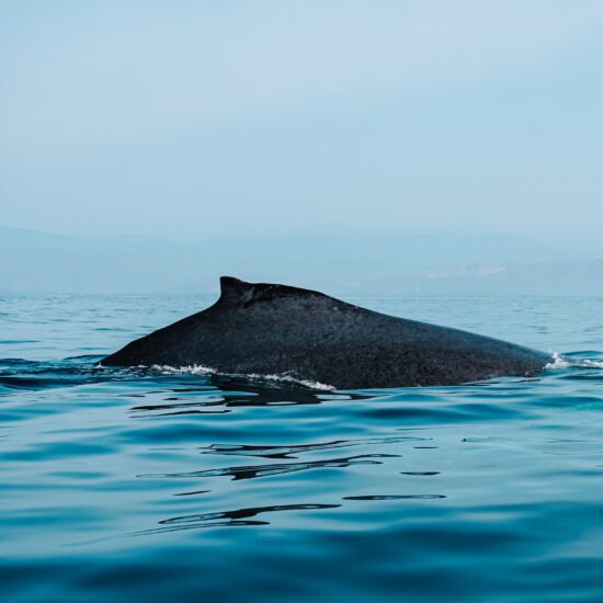 walvis Mexico