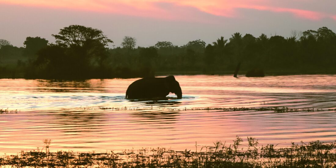 olifant Zuidoost-Azië