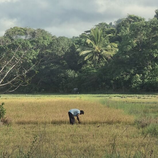 rijstvelden El Nido