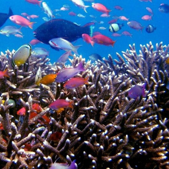 koraal bali