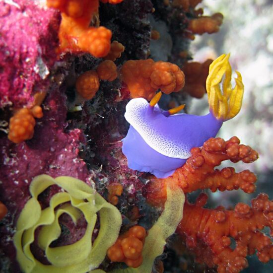 nudibranch duiken bali