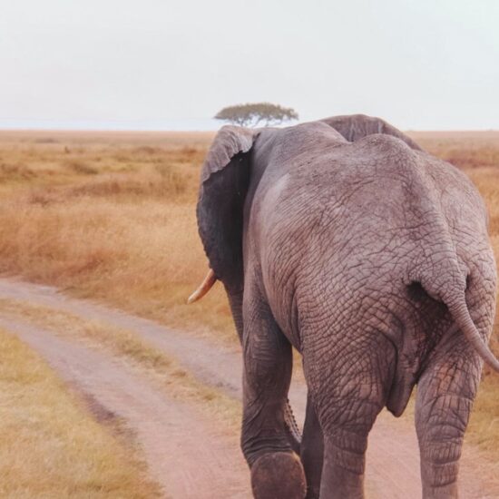 olifant Zuid-Afrika
