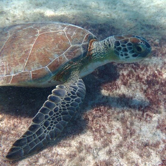 schildpad snorkelen bonaire