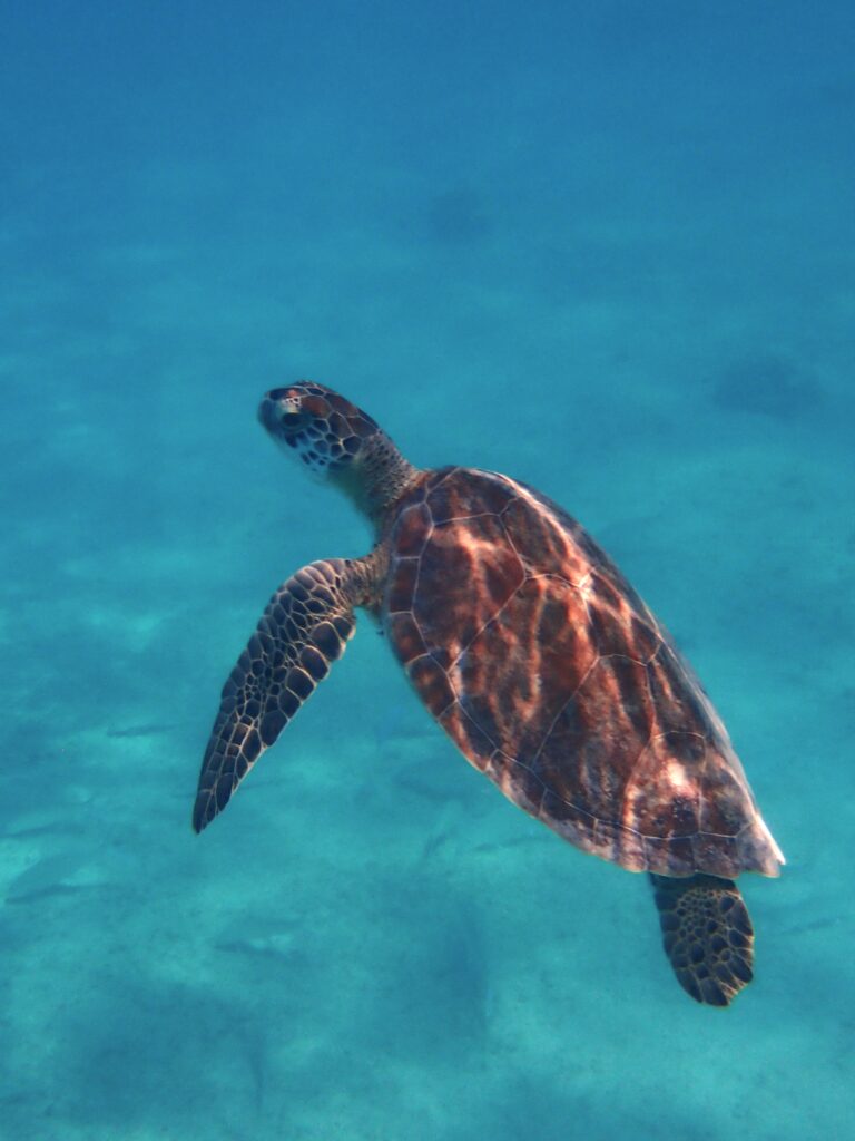 snorkelen bonaire zeeschildpad