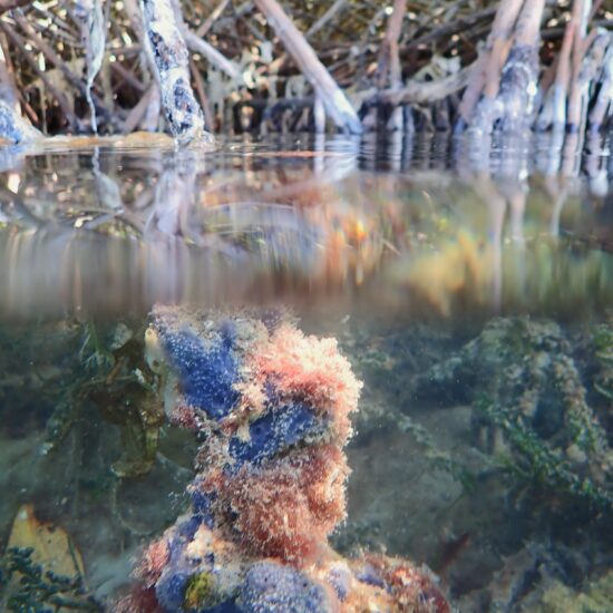 snorkelen mangrove lac cai bonaire