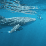 walvishaaien zwemmen mexico