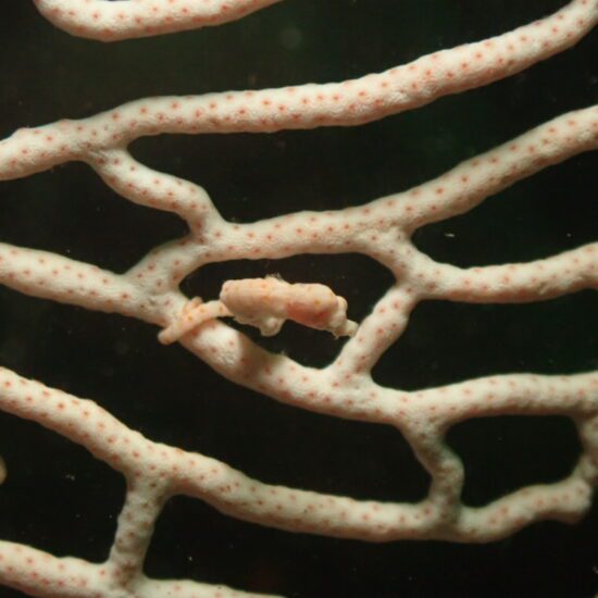 pygmee seahorse