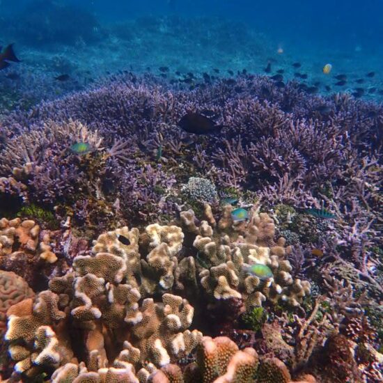 koraalrif raja