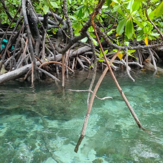 mangrove tour batanta