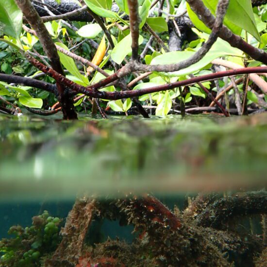 over under mangrove beser bay