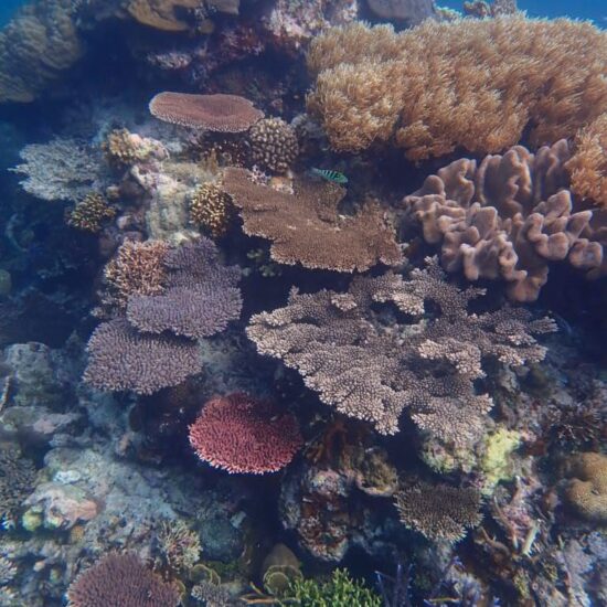 koraal kei kecil