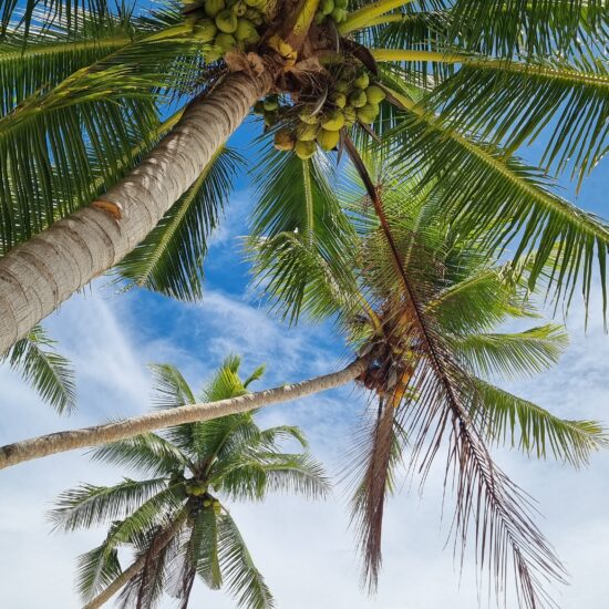 palmbomen lucht