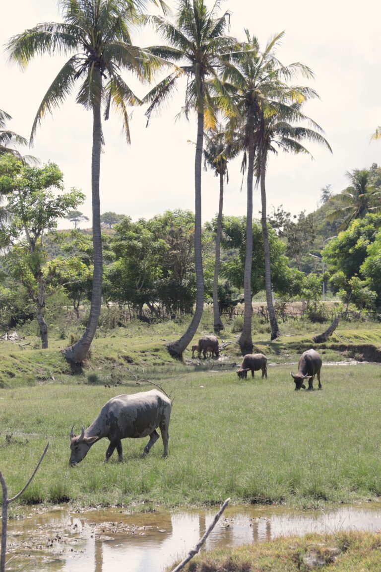 Bao buffels Lombok