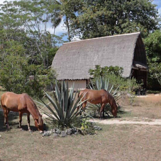 Gili Asahan eco resort paarden