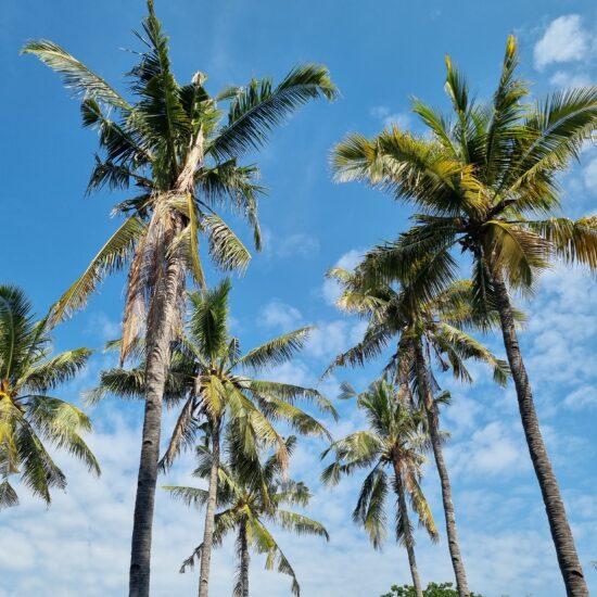 Palmbomen Gili Meno Lombok