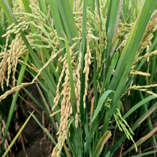 Rijstplant Tetebatu